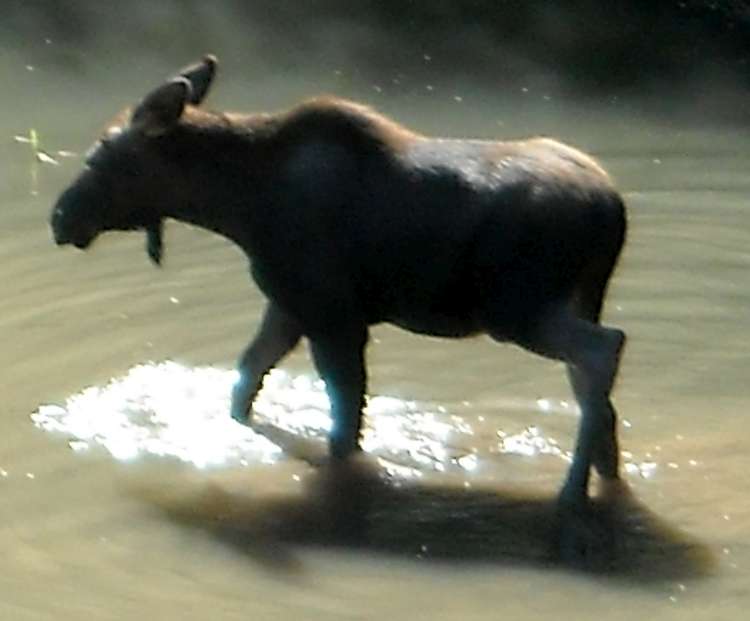 Moose in a stream